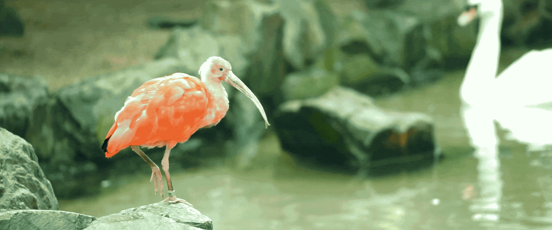 Scarlet ibis in Vogel Park, Ogaki-cho, Matsue, Shimane.